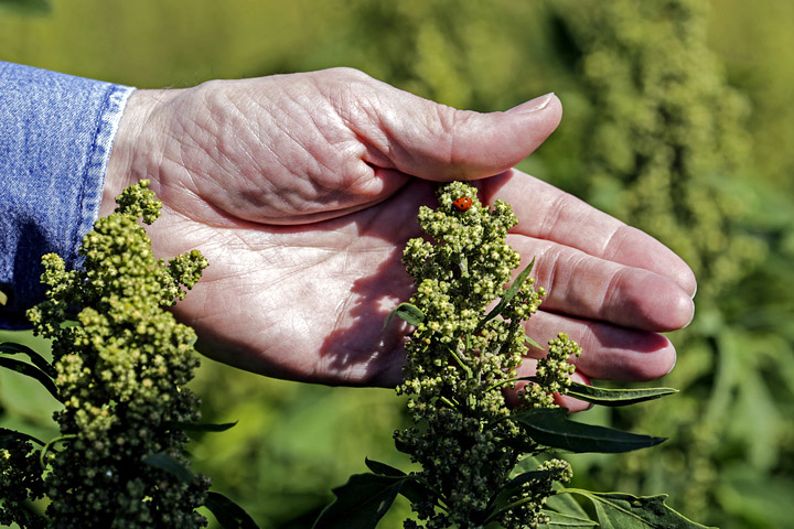 Quinoa Growing Guide