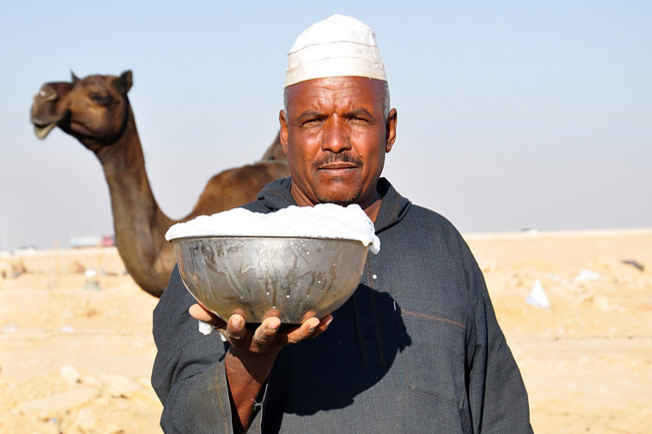 Camel Milk is Healthier Than Cow Milk!