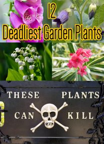 Toxic Plants - 12 Deadliest Garden Plants