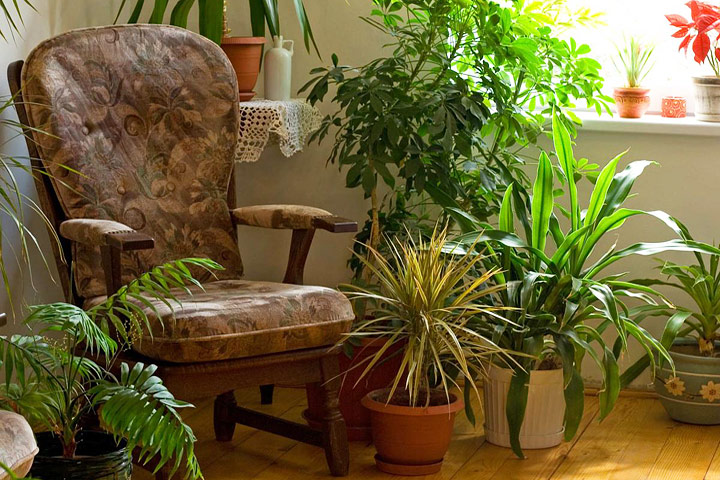 15 Easy to Grow Houseplants For Beginners