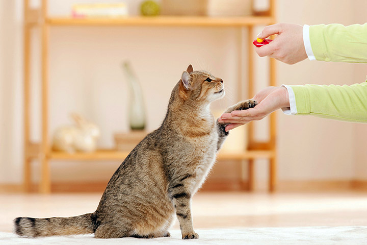 You Want to Change Your Cat's Behavior? - Train Your Cat!