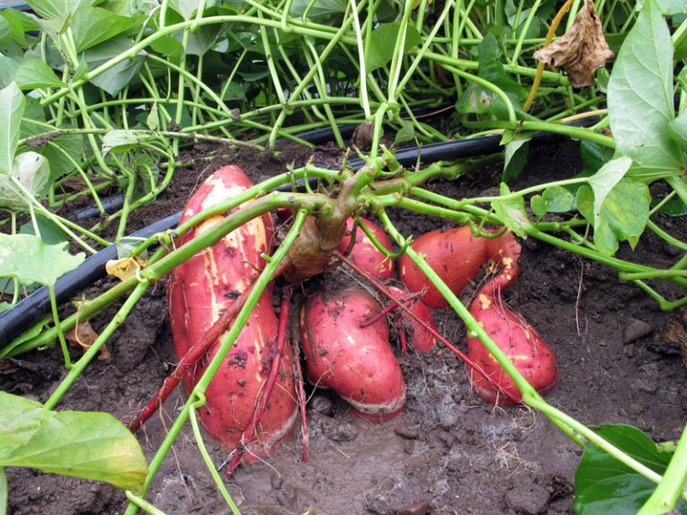 How deep to plant sweet potatoes information