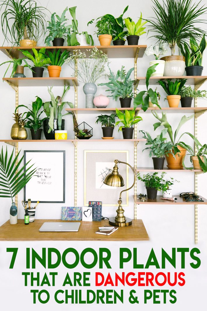 7 Indoor Plants That Are Dangerous to Children & Pets