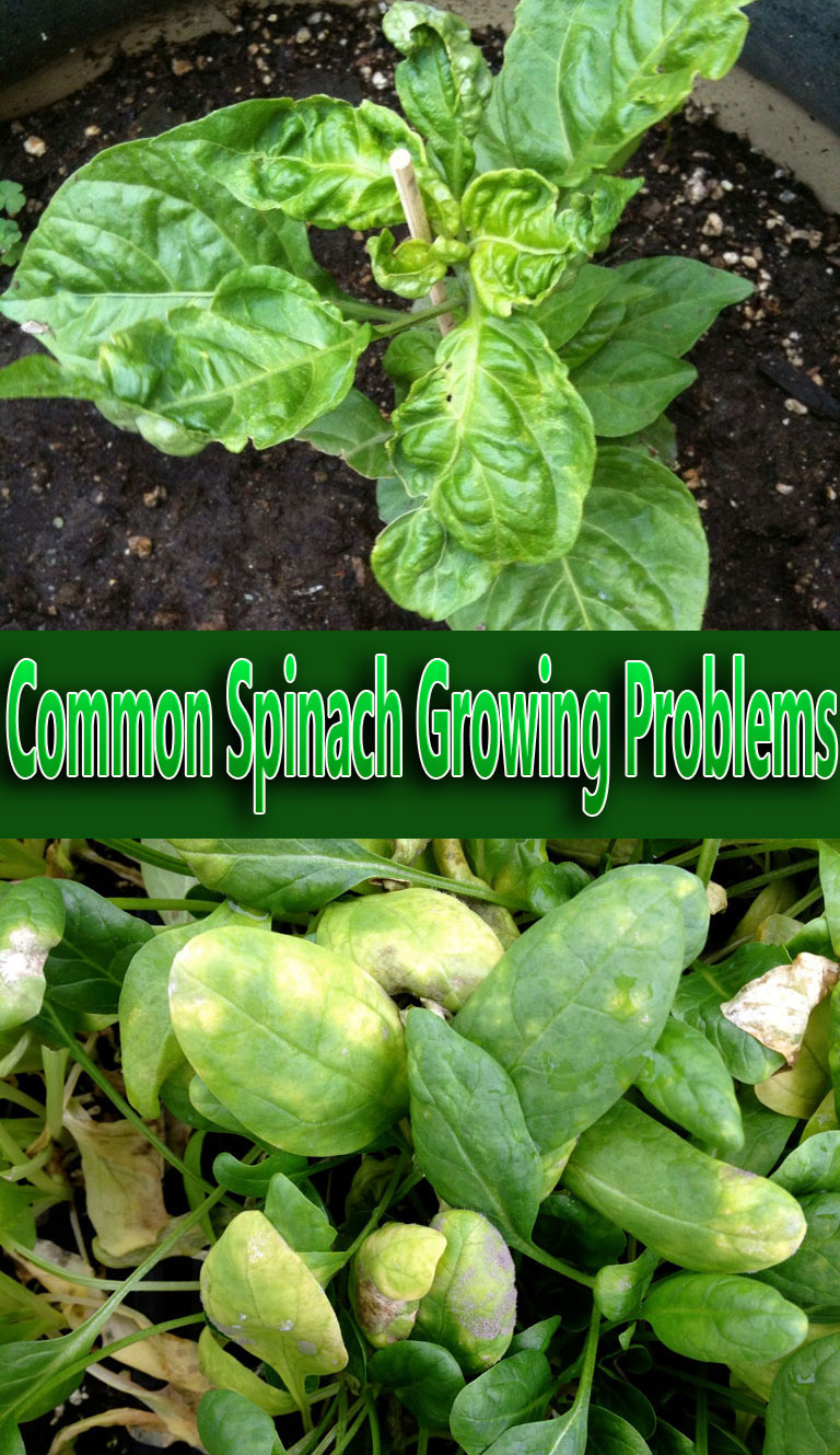 Common Spinach Growing Problems