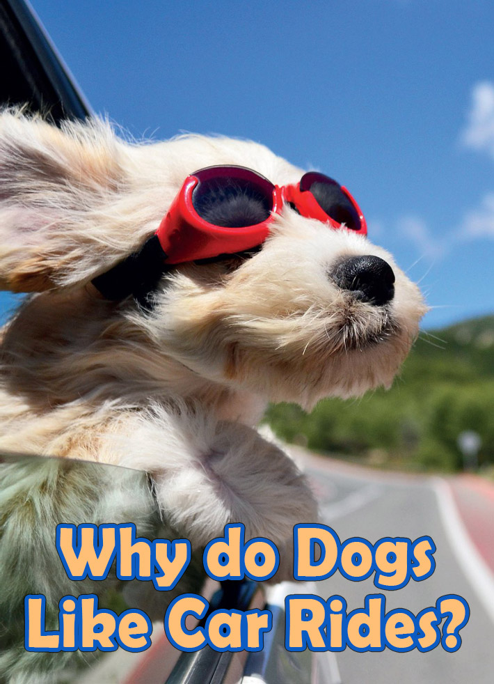 why do dogs like cars