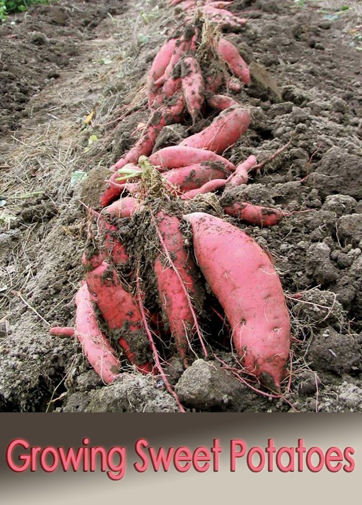 How to Plant and Grow Sweet Potatoes