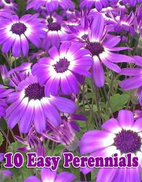Grow These 10 Easy Perennials From Seed