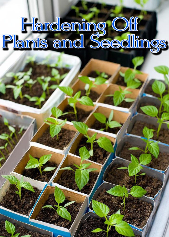 Hardening Off Plants and Seedlings