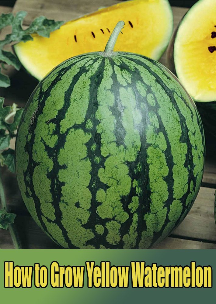 How to Grow Yellow Watermelon