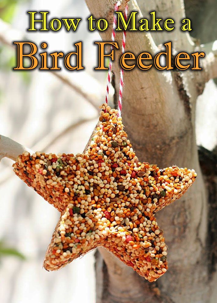 How to Make a Bird Feeder