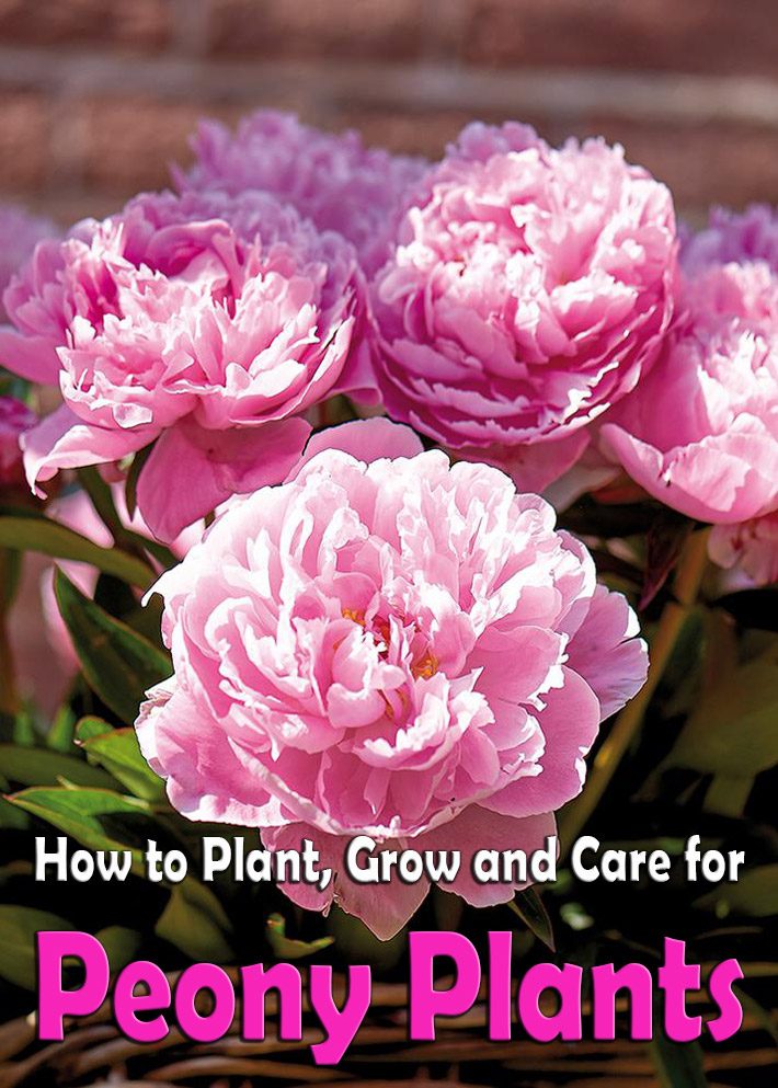 Peonies: How to Plant, Grow and Care for Peony Plants