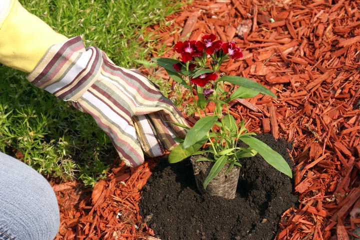 Mulch Your Flower Beds