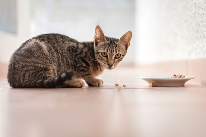 Why Won’t My Cat Eat His Food?