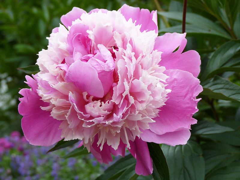 Peonies How To Plant Grow And Care For Peony Plants