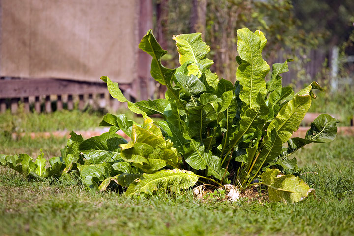 How To Grow and Prepare Horseradish