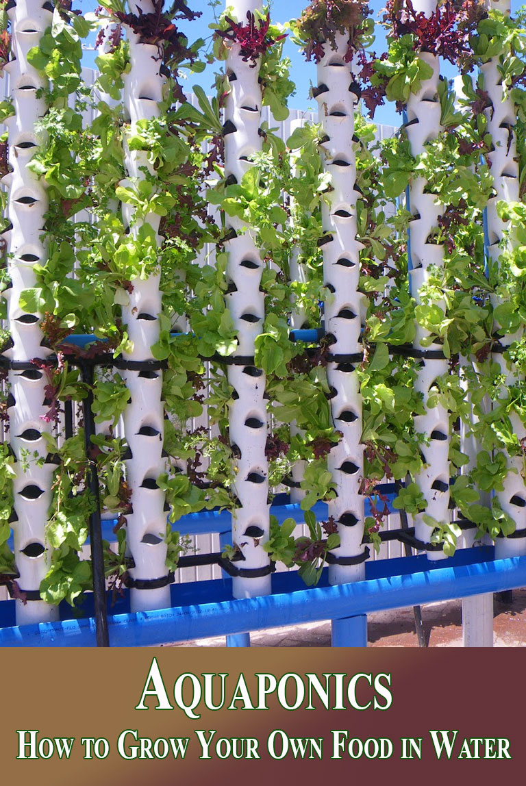 Aquaponics: How to Grow Your Own Food in Water