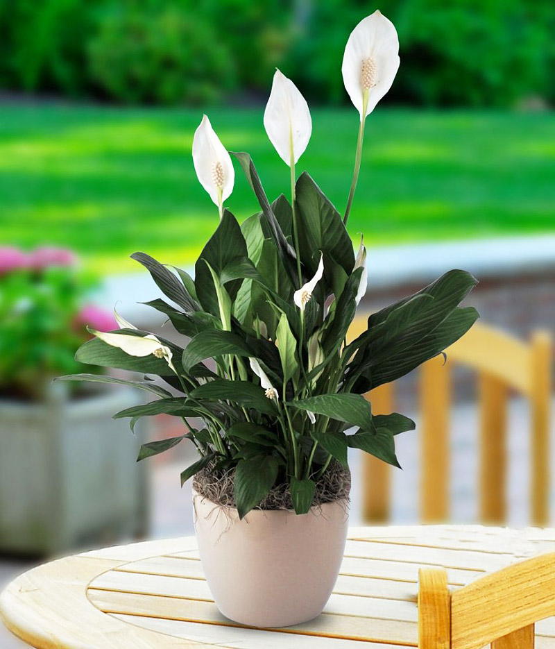 Easy Houseplants – How to Care for Peace Lily