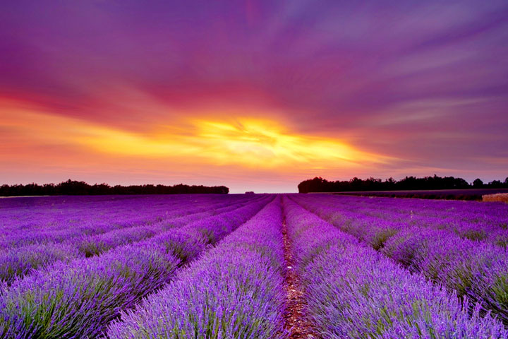 Enjoy Growing Your Own Lavender With These Tips
