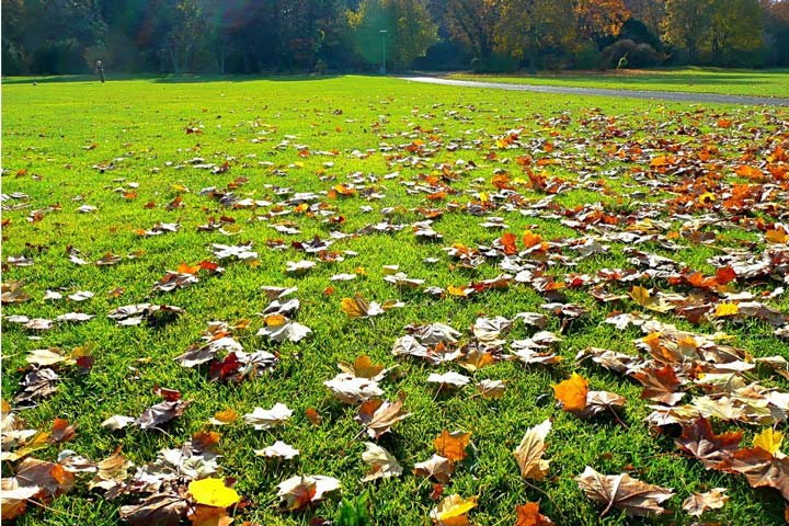 Fall Lawn Care Tips