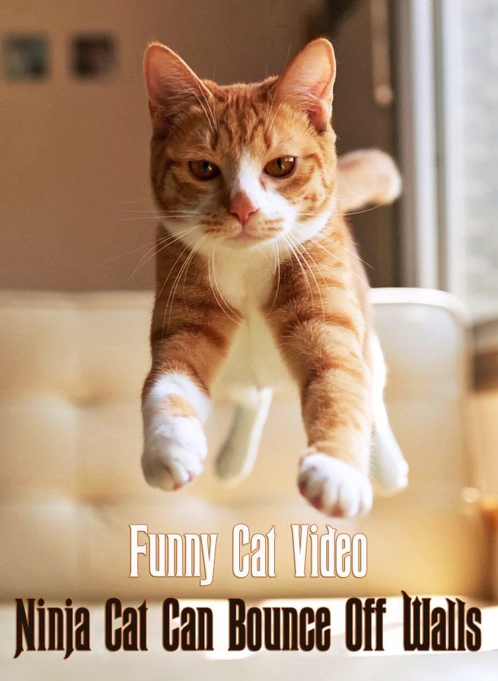 Funny Cat Video - Ninja Cat Can Bounce Off Walls