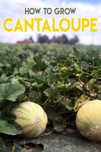 Gardening Guide - How To Grow Cantaloupe