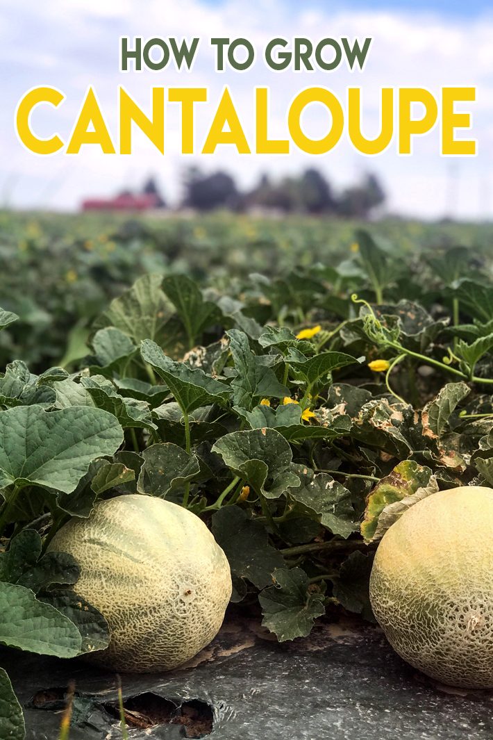 Gardening Guide – How To Grow Cantaloupe