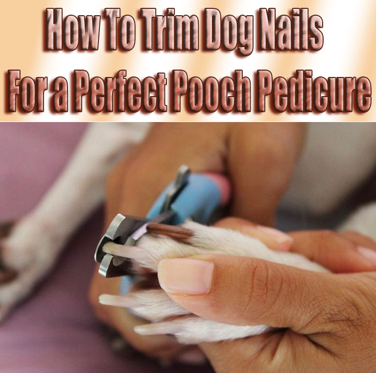 How To Trim Dog Nails For a Perfect Pooch Pedicure