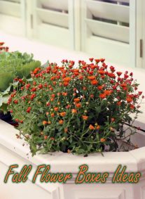 Outdoor Decoration – Fall Flower Boxes Ideas