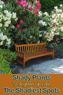 Shady Plants To Brighten Up Even The Shadiest Spots