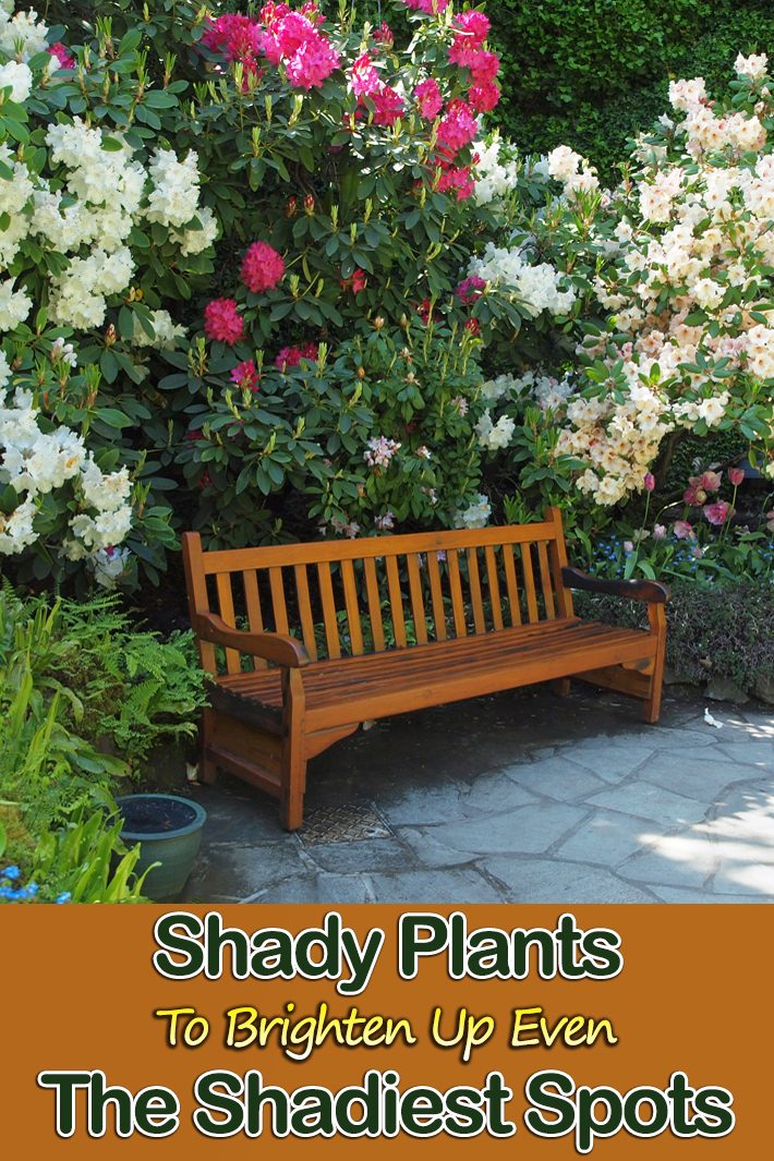 Shady Plants To Brighten Up Even The Shadiest Spots