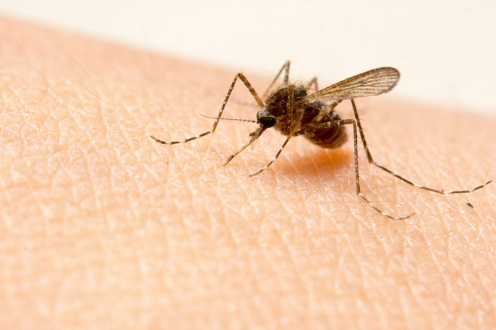 Why Mosquitoes Bite Some People More Than Others