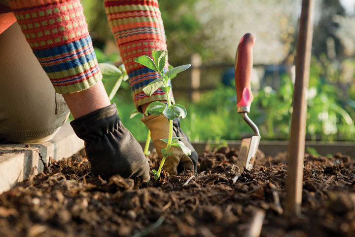 Fall Gardening: What to Plant in Your Region Now