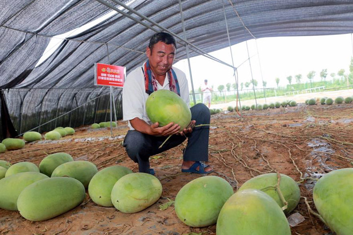Guinness World Record: Watermelon Plant Yields 131 Fruit