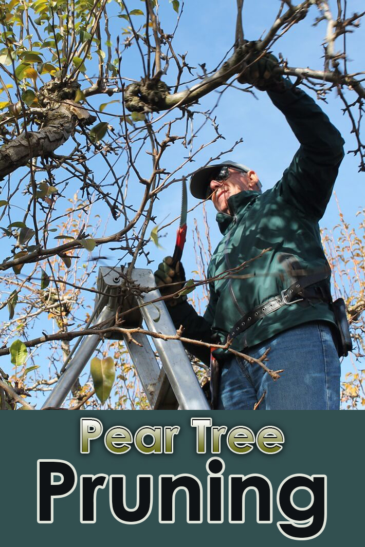 download free pruning pear trees
