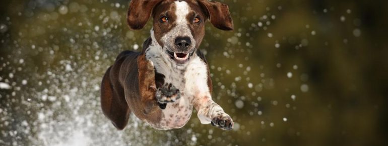 Soulful Portraits Of Dogs In Austrian Wilderness - Quiet Corner