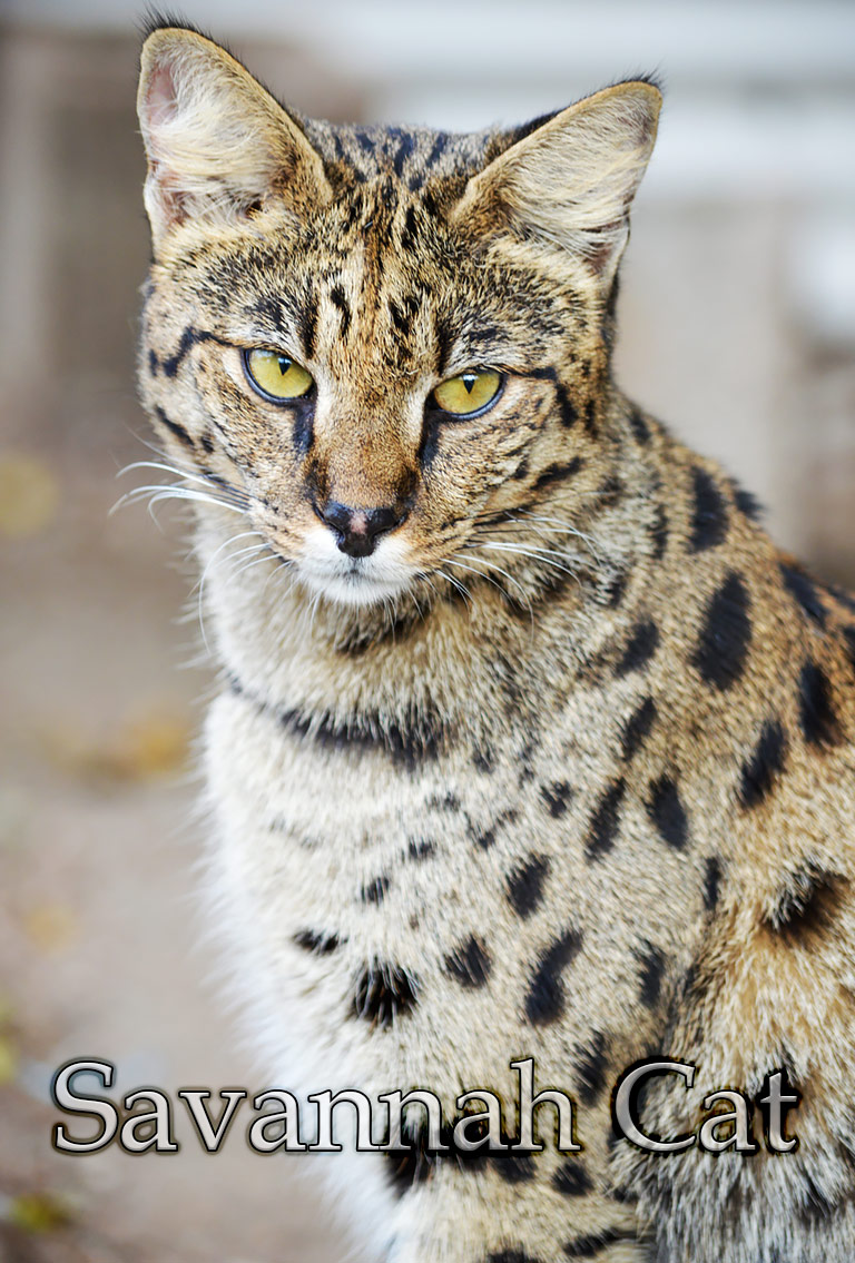 savannah cat f3 full grown