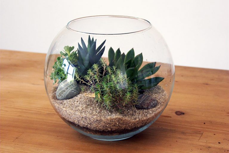 Quiet CornerChoosing the Best Plants for Your Terrarium Quiet Corner
