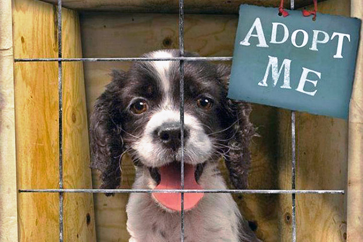 Adopting a Shelter Dog? 6 Things to Consider