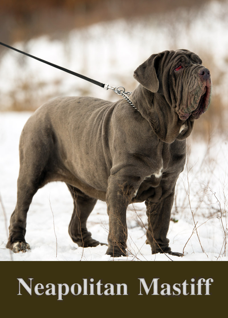 Dog Breed Facts and Info - Neapolitan Mastiff