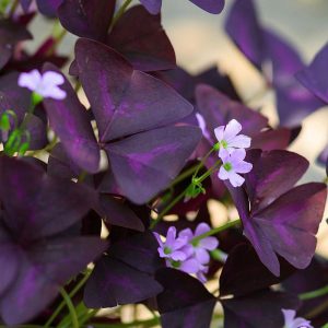 Magical Purple Shamrock - Info and Care