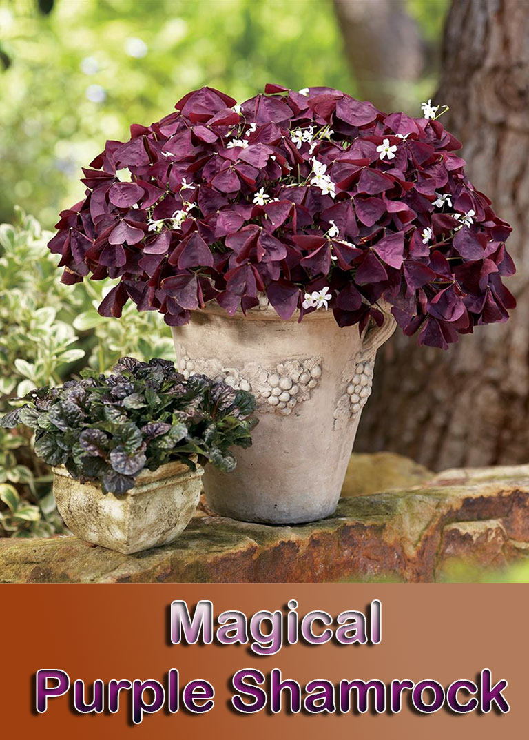 Magical Purple Shamrock – Info and Care