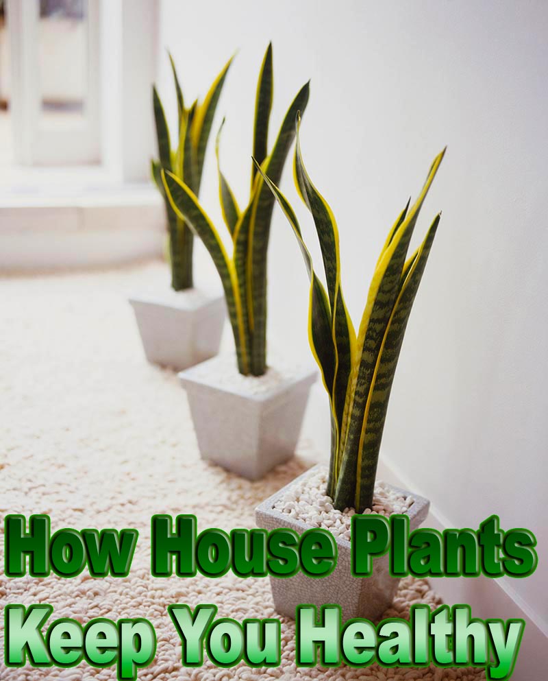 How House Plants Keep You Healthy