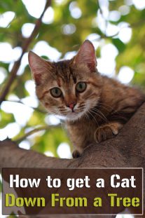 How to Get a Cat Down From a Tree