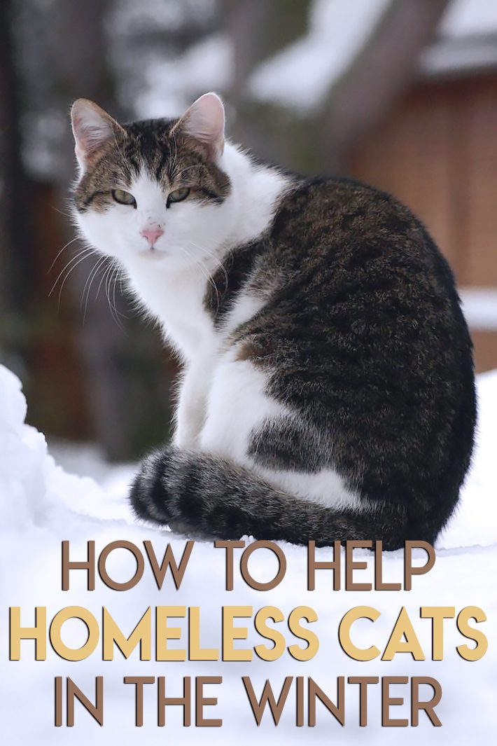 How to Help Homeless Cats in the Winter
