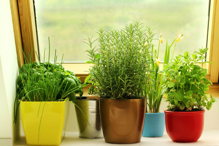 How to grow herbs indoors this winter