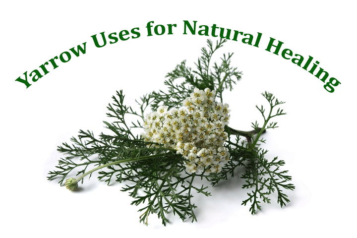 Yarrow Uses for Natural Healing