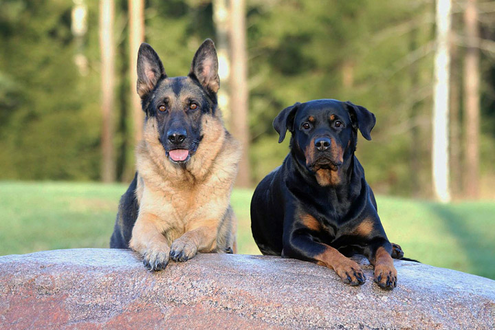 Top 4 Commonly Misunderstood Dog Breeds