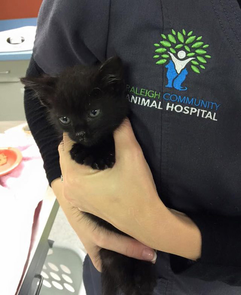 4 Year Old With Alert Helps Save This Tiny Poor Kitten