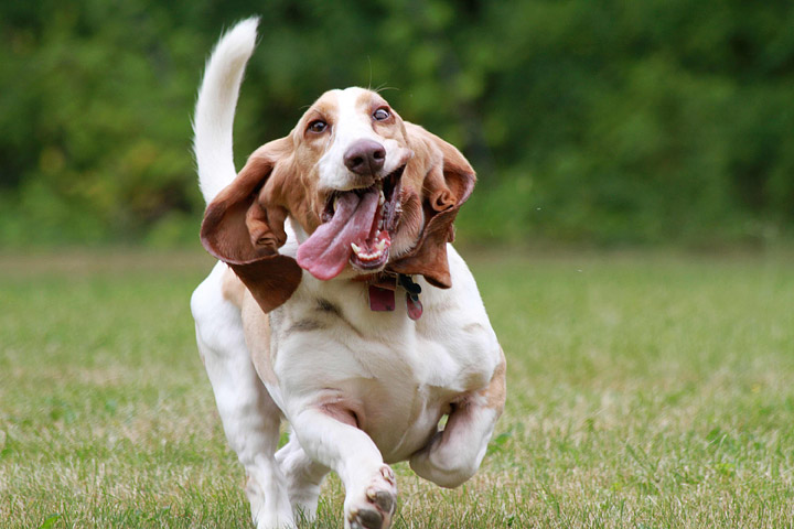 The World's 10 Hardest Dog Breeds to Train