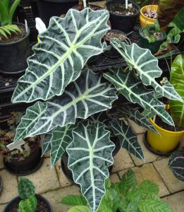 Growing Amazon Elephant's Ear (Alocasia Amazonica)